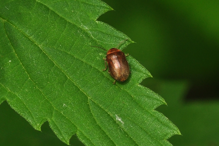 Non so se  un coleottero - Cyphon sp. (cfr.) Scirtidae